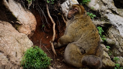 Gibraltar's monkeys self-medicate to help them digest tourists’ junk food