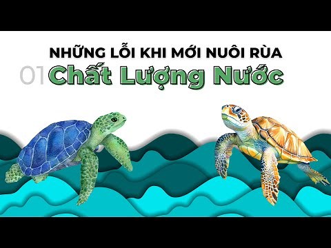#1 Basic turtle farming: Overcoming the main mistakes about turtle farming water