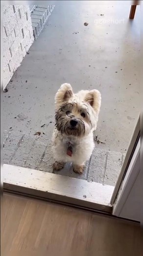 “This Westie Is the Reason I Can’t Stop Laughing 😂🐶🤣”