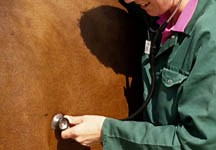Vets call for better equine disease surveillance in the UK - Horse & Hound
