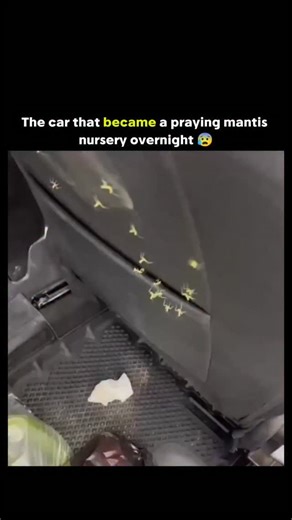 Innovate.oi on Instagram: "The post shares a viral video of tiny green praying mantis nymphs hatching en masse from an ootheca (egg case) accidentally left in a car backseat, amassing over 2.5 million views in under a day. A single praying mantis ootheca can contain 100-400 eggs that hatch synchronously after 3-10 weeks, producing miniature adults that disperse rapidly to reduce sibling cannibalism rates, which can reach 50% in dense groups. Despite the chaotic scene, these nymphs pose no threat