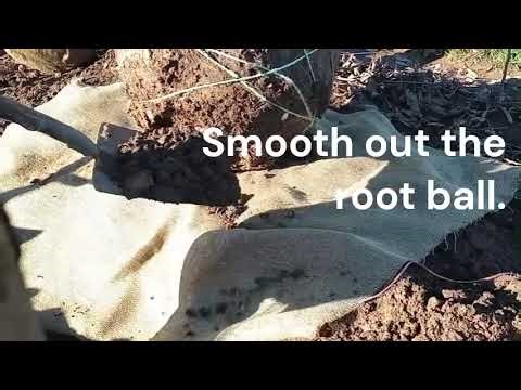 SuperTrees B&B Digging Training Video (FULL video)