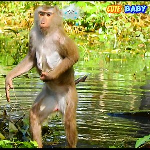 Where baby Leo ? Liby lost her baby Leo and she try to find him in water #sweetbaby | Sweet Baby