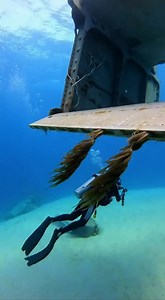 🌊 The ocean hides worlds within worlds. Layers of mystery, history, and discovery exist below. Each dive reveals more questions than answers. Explore the depths. #OceanMystery #DeepSea #UnderwaterWorld #TrendingNow #Explore ### 2025-12-24 🎵 Journey to the Depths | Journey to the Depths