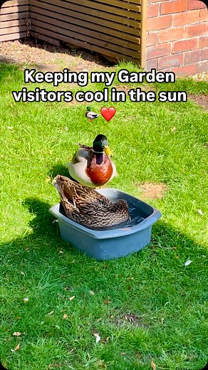 Ducks have returned for 4th year running!. #ʟᴏᴠᴇɴᴀᴛᴜʀᴇ #lovewildlife #loveanimals | Mayfield Restorations