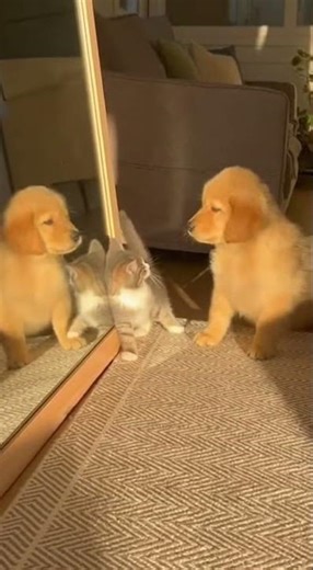 Puppy Discovers Mirror and the Kitten Steals the Show #puppylife #funny #cutecomedy