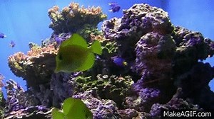 Aquarium with Natural Wave Sounds 60mins "Sleep Sounds" on Make a GIF