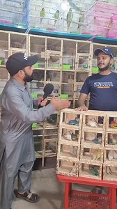 140K views · 5.4K reactions | Java breeding setup #viralreels #reelsfbシ #fypviralシ #viralreelsシ #fypシviralシ2024 #foryouシ #reelsfypシ #foryoupagereels #viralpost2024 #viralvideoシ | Khan Pets TV | Facebook