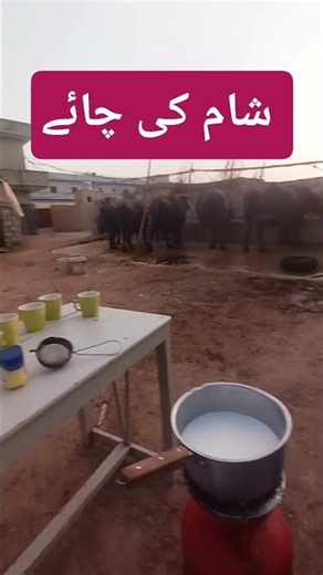 شام کی چائے ڈیرے پر ||Evening Time #cow #animals #farmlife #shorts #short