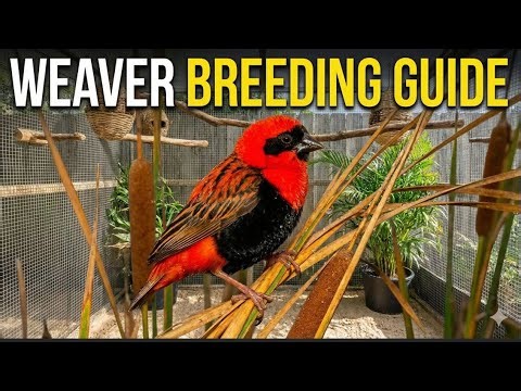 How to Breed Weaver Birds Successfully | Nesting, Diet, Behaviour & Aviary Setup