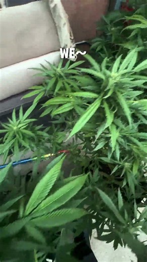 Cannabis Bud Development: Day by Day 🗓️ #timelapse #shorts