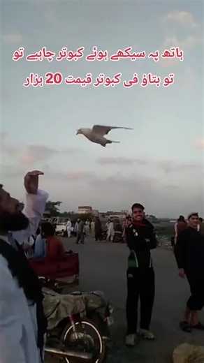 please don't under review and grow my account #foryoupagee #formen #forme #kabutarbazi #kabutar