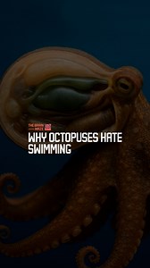 4.1M views · 48K reactions | Why Octopuses Hate Swimming - When an octopus swims, its main heart stops beating, making the act so energy-draining that these three-hearted creatures prefer to crawl quietly along the ocean floor instead. | The Brain Maze | Facebook