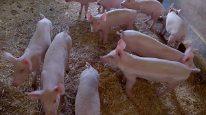 Our stores are open and ready to serve you. We have daily essentials like livestock feed, pet supplies and more to keep your farm, ranch and home going. You can also shop orschelnfarmhome.com 24/7. | Orscheln Farm & Home