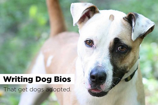 Dog Bio Examples That Get Dogs Adopted! Funny   Serious Examples