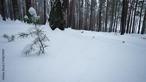 Rotating camera in winter forest. Media. Look around you in wild forest among tall trees and snowdrifts in winter. Small fir trees in winter wild forest