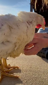 It is a time of new beginnings❤️ Baby Jake is doing amazing. Yesterday for probably the first time ever, he enjoyed himself outside. He did not know what to make of the sun and grass at first. And it seemed like even the far-off occasional traffic sounds were scaring him. So we offered him touch and sweet sounds, and he gradually realized he was safe and could relax. And as you can see, in no time he was feeling much better ⭐️ If you’ve been following Jake’s rescue story these past two weeks (se