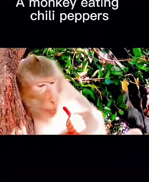 Monkey Eating Hot Chili Pepper - Hilarious Reaction!