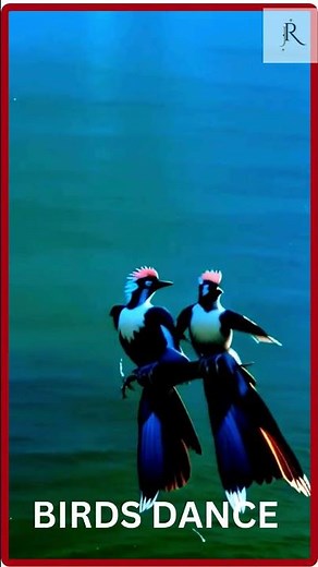 BIRDS # BIRDS DANCE TUTORIAL # DANCE # SHORTS # VIRAL