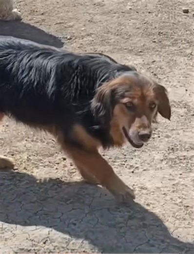 17K views · 516 reactions | Šesta godina u pansionu.... Da je nismo...