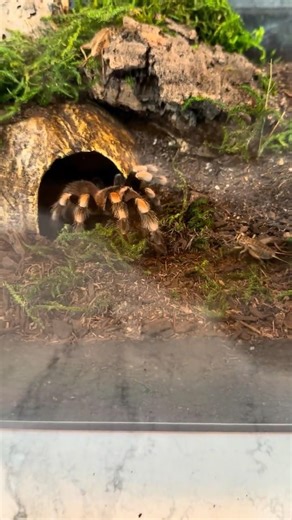 When your big scary tarantula is scared of other bugs.