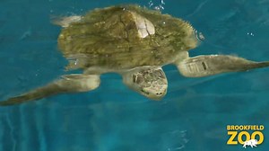 Brookfield Zoo is thrilled to introduce Pistachio, an approximately 13-year-old female Kemp's ridley sea turtle. Pistachio was found injured in the Gulf of Mexico after being struck by a boat propeller. After being rescued, Pistachio was taken to The Florida Aquarium, where she was cared for and rehabilitated in its state-of-the-art Sea Turtle Rehabilitation Center. Thanks to Turtles Fly Too, she arrived Wednesday at #BrookfieldZoo and veterinary staff conducted a complete wellness exam, includi