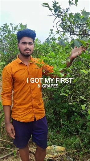 "🔥I got first 6 grapes from my garden #grape #shorts #fruitfarming "