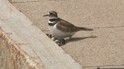 Killdeer nests are on the ground at the University at Buffalo