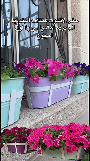 كيفية العناية بنباتات البتونية للعناية الفائقة