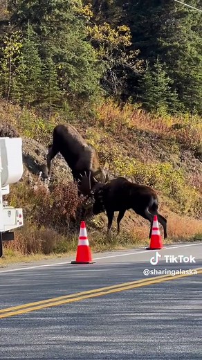 Don’t pick a fight with a moose!😱🫎 #moose #mooseencounter #Alaska #animalsinthewild #wildlifetok #wildlife #alaskalife #SharingAlaska by robbyschachle