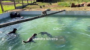 474K views · 42K reactions | Nado sincronizado aqui no IOP  | Zabelê | Facebook