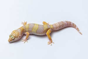 Suburban Geckos Mack Snow Leopard Geckos