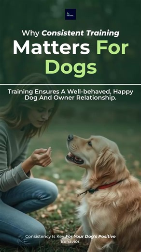 Consistent training builds trust, improves behavior, and strengthens your bond with your dog! 🐾❤️ #dog #dogtraining #dogs #reddingdogs #packleader #packleaderdogtraining #dogaggression #dogsocialization #dogbehaviorist #puppy #puppytraining #k9 #canine #servicedogs