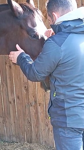 La co-régulation du système nerveux chez les chevaux désigne la capacité d’un cheval à réguler son état émotionnel et physiologique grâce à l’influence d’un autre individu (cheval ou humain). C’est un concept clé dans l’éthologie moderne, l’entraînement respectueux et les approches somatiques. 🧠 Qu’est-ce que la co-régulation ? La co-régulation est un processus par lequel deux systèmes nerveux s’accordent. 💫🐎 Chez le cheval, animal très sensible aux signaux subtils, cela se produit en permane