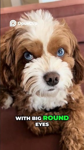 Cavapoo – The Dog That Looks Like a Teddy Bear!