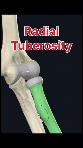 “Tuberosities of the Upper Limb – Quick Anatomy in 60 Seconds!” #completeanatomy #anatomyshorts