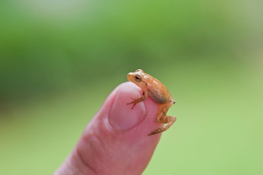 Nature’s early risers: Spring peepers return