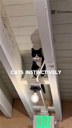 Why Cats Need Climbing Routes?!