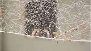 “Nature does it best. It designs best. It builds best, it destroys best.” Neri Oxman envisions collaborations between humans and nature to create a more sustainable future of design. Curator Paola Antonelli kicks off our #MoMAVirtualViews. Tonight at 8 p.m. EDT, join Antonelli and Oxman for a live discussion: mo.ma/nerioxman A special thank you to Allianz, MoMA's partner for design and innovation, for making this exhibition possible. | MoMA The Museum of Modern Art