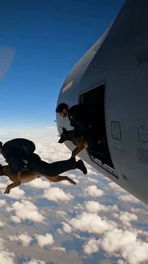 Special Operations K9 Airborne Assault C-17 Globemaster III