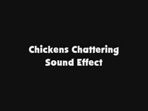 Chickens Chattering SFX