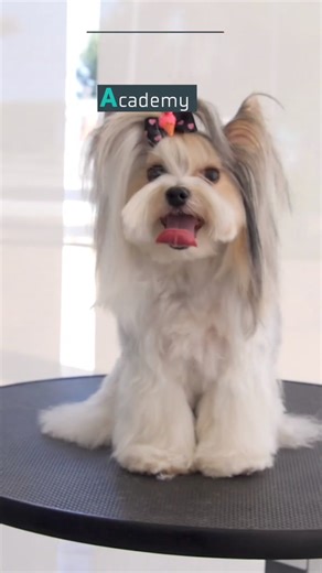 ¡Descubre Artero Academy! 🌟 Ofrecemos cursos para todos los niveles, desde 0 hasta competición 🏆. El 90% de los estudiantes acaba teniendo un futuro laboral exitoso🚀 Fórmate con los mejores profesionales 🥇 ¡Matrícula abierta todo el año! 📅 ¡Contáctanos! 📧 info@arteroacademy.com 📞 34 658 878 251 | Artero Academy