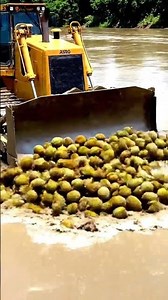 The big dozer pushing a lot off durians into the river.