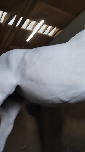 Equi Global Therapy Osteopathy session's under Magnetic hypnosis ☯️⚖️☯️✨ #equiglobaltherapy #equiosteopathy #equithérapie #equiosteo #osteohorse #osteopathyworks #horses #equine #hypnosis #equihypnois #reikihealing #kinesiologie #kinesiologieanimale #kinesiology #energyhealing | Farouk Ifrene