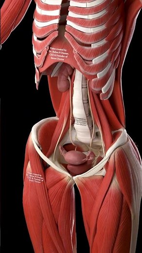 Uterus, Ovaries & Fallopian Tubes in 3D | Pelvic Anatomy Close-Up