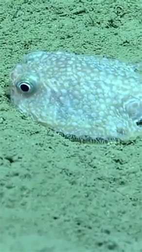 Batfish: in a Sea Near You 🌊 Animal Fact Files #facts #animals #wildlife