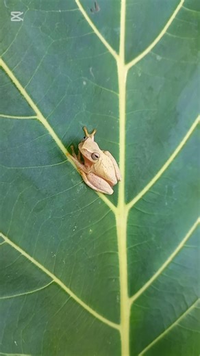 A Yellow tree frog 🐸
