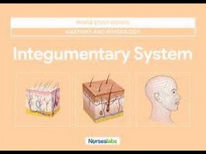 Integumentary System Part 2 Video Lecture - MCAT