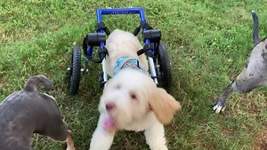 145K views · 10K reactions | Turtle speed …. Rabbit speed …. Benny speed! #belikebenny #rescue #wheelchair #doodle | The Tucker Farm | Facebook