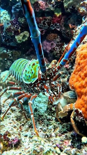 Cinematic Mantis Shrimp: The Bullet-Fast Cavitation Strike in 4K